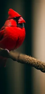 Vibrant cardinal perched on a branch, showcasing its red plumage.