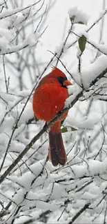 Red cardinal perched on snowy branches in winter landscape.