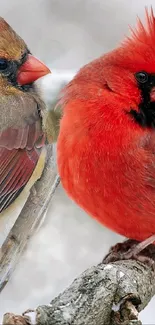 Two vibrant cardinals perched on snowy branches.