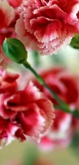 Vibrant red carnations with lush green stems create a stunning mobile wallpaper.