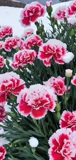 Vibrant pink carnations blanketed in snow.