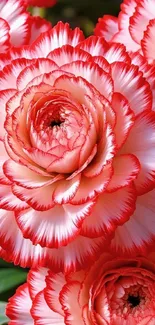 Vibrant pink and white carnations in full bloom.