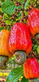 Ripe cashew fruits with vibrant hues and green leaves.
