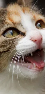 Close-up of a playful cat showing its lively expression in a wallpaper.