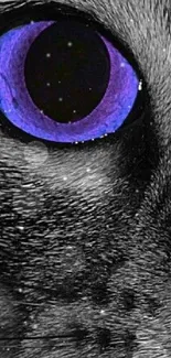 Close-up of a cat's face with a vibrant purple eye and blue nose coloring.