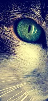 Close-up of a cat's eye in vibrant colors, perfect as a mobile wallpaper.