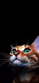 Cat with vibrant green eyes against a black background on a mobile wallpaper.