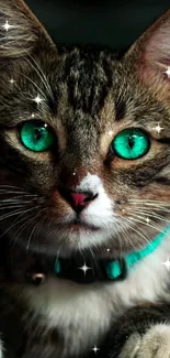 Close-up of a cat with striking green eyes and a teal collar.