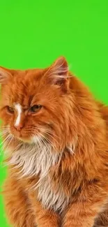 Majestic orange Maine Coon cat on a bright green background.