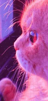 Fluffy cat gazing outside with vibrant purple and pink hues.