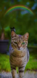 Tabby cat with vibrant rainbow background in lush greenery.