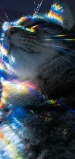 A cat illuminated by rainbow light, creating a vibrant and colorful visual effect.