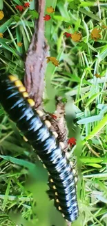 Black caterpillar on green grass with autumn leaves.