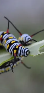 Close-up of a vibrant caterpillar on a leaf, showcasing nature's beauty.