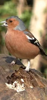 A chaffinch perched on a tree stump with a blurred forest background.