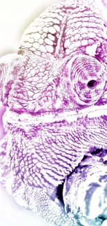 Vibrant chameleon art with pink and purple hues.