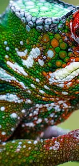 Colorful chameleon perched on a branch with vibrant green hues.