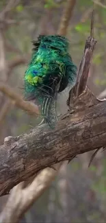 Vibrant chameleon perched on a branch in a forest scene.