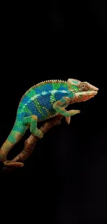 Colorful chameleon perched on black background.