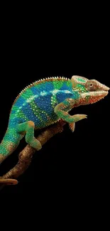 Colorful chameleon on black background, perfect for mobile wallpaper.