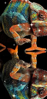 Colorful chameleon with a reflective pose on a black background.