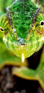 Vibrant chameleon with detailed green scales on a natural backdrop.