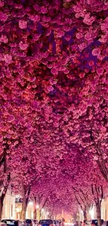 Cherry blossom trees creating a vibrant pink canopy over an avenue.