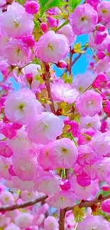 Cherry blossoms in full bloom with a vibrant pink and blue backdrop.