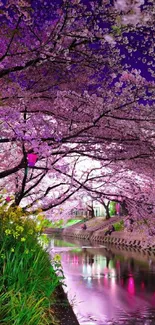 Cherry blossoms reflecting on a tranquil river with purple twilight sky.