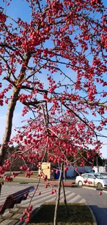 Cherry trees in full bloom under a brilliant blue sky.