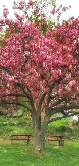 Vibrant cherry blossom tree with pink flowers in a lush green park.