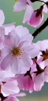 Cherry blossom wallpaper with pink petals and lush green background.