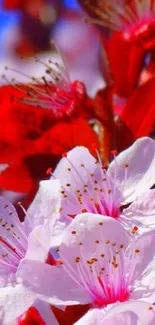 Cherry blossoms with raindrops against a blue background.