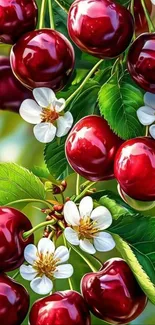 Red cherries and white flowers on green leaves wallpaper.