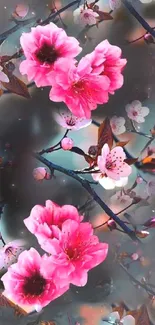 Vibrant pink cherry blossom mobile wallpaper.