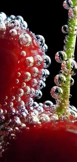 Close-up of cherries with sparkling bubbles on a black background.