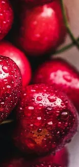 Close-up of vibrant red cherries with water droplets.