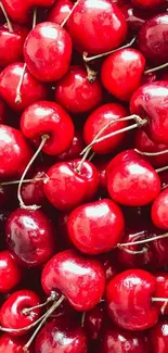 A vibrant collection of red cherries filling the screen.