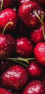 Close-up of fresh cherries with dewdrops adding a vibrant red hue.