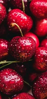 Fresh red cherries with water droplets as mobile wallpaper.