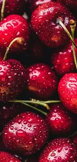 Close-up view of fresh, juicy red cherries with water droplets.