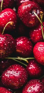 Close-up of vibrant red cherries with water droplets on a mobile wallpaper.