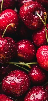 Close-up of vibrant red cherries with water droplets.