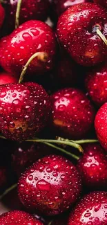 Vibrant red cherry wallpaper with water droplets.