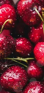 Close-up of vibrant red cherries with water droplets.