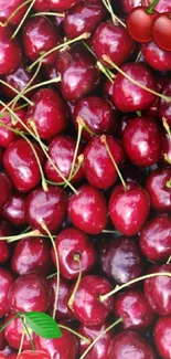 Vibrant red cherries with green stems wallpaper.