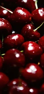 Close-up of vibrant red cherries with a glossy shine.