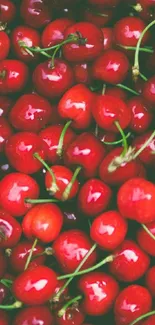 Vibrant red cherries forming a striking mobile wallpaper.