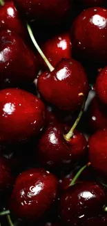 Close-up of vibrant cherries on wallpaper.