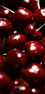 Juicy red cherries mobile wallpaper, vibrant and fresh.